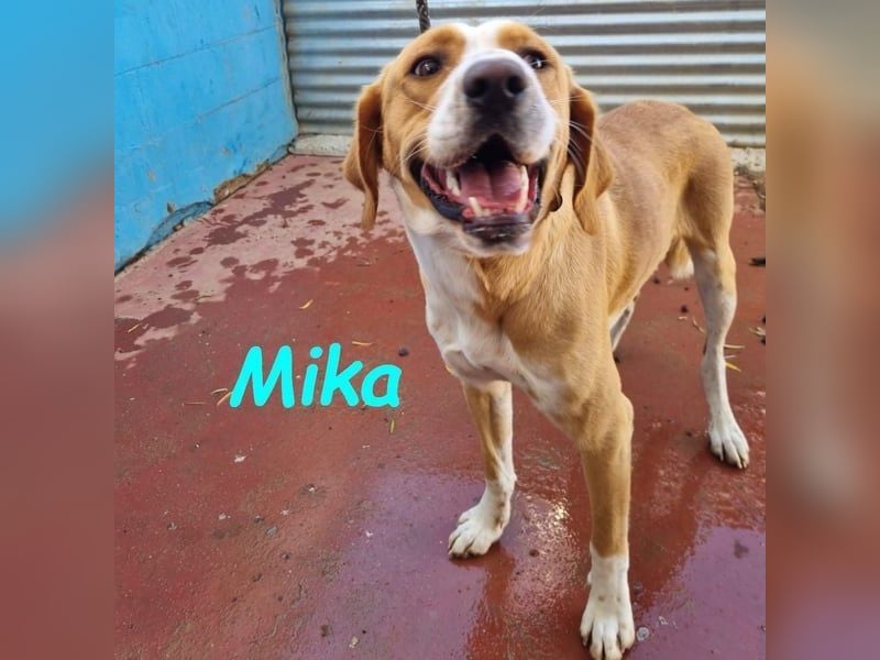 Mika geb. 11/2024 (ESP) - lebensfroher, sportlicher und lernwilliger Junghund!