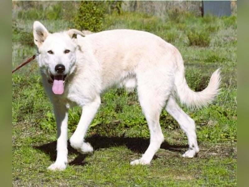 Obelix – ein feinfühliger, großer Gefährte