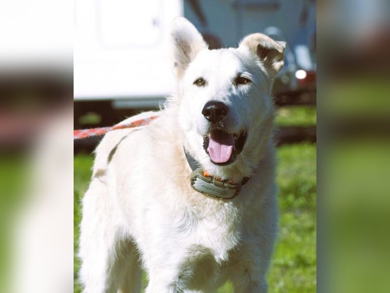 Obelix – ein feinfühliger, großer Gefährte