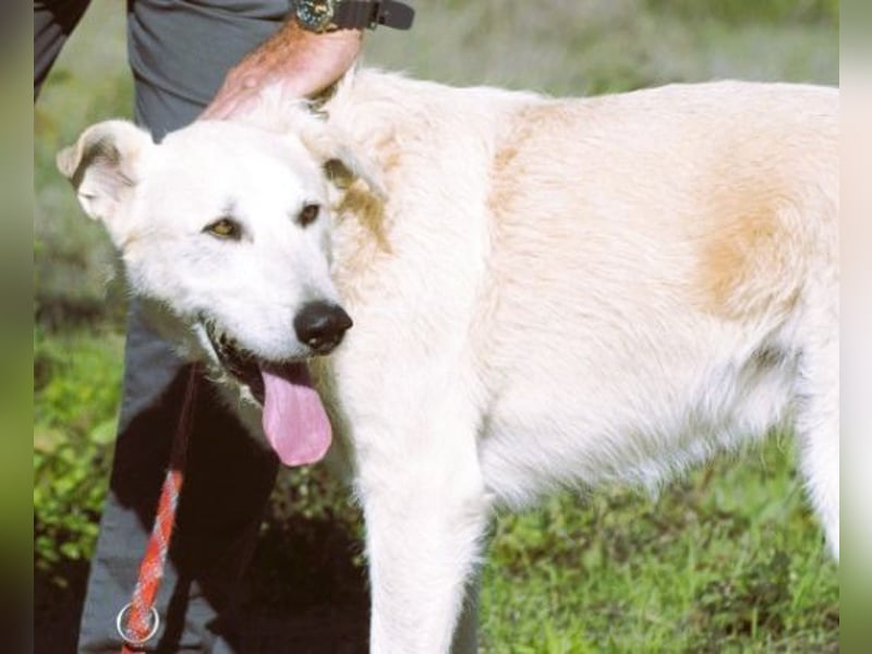 Obelix – ein feinfühliger, großer Gefährte