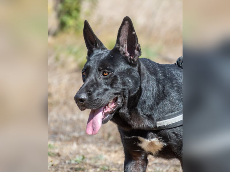 Luke – ein prima Kumpel