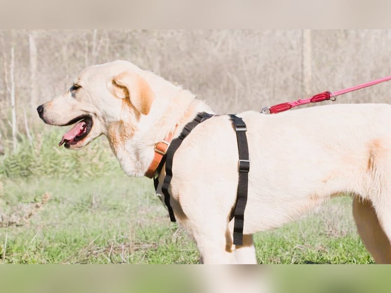 Doya – ein großer Schatz