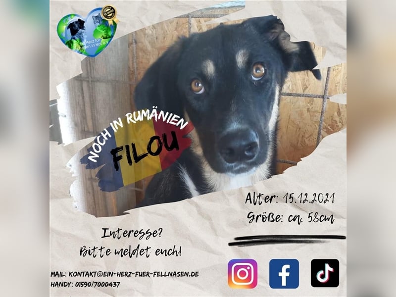 Unser gutmütiger Filou