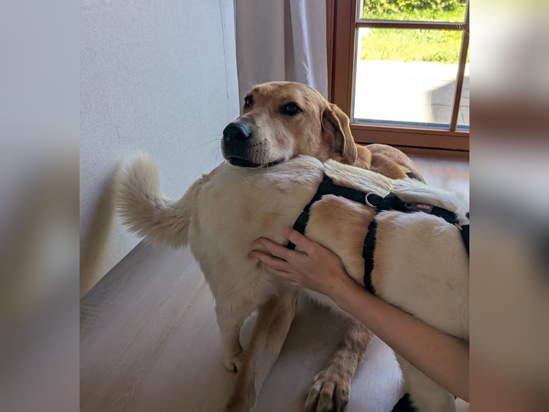 ganz lieber Schmusebär Mars aus dem Tierschutz bei München!