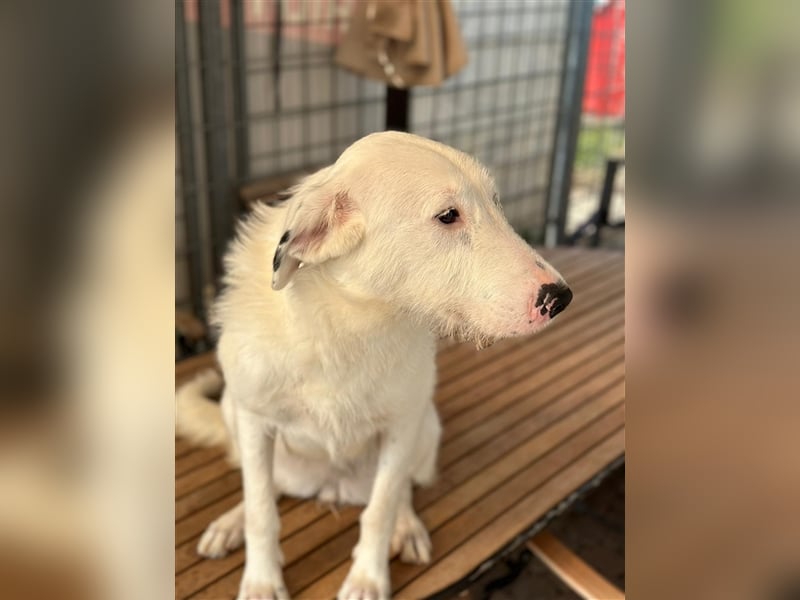 FIDES – freundlich, aktiv, voller Lebensfreude