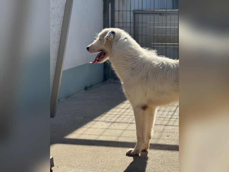 FIDES – freundlich, aktiv, voller Lebensfreude