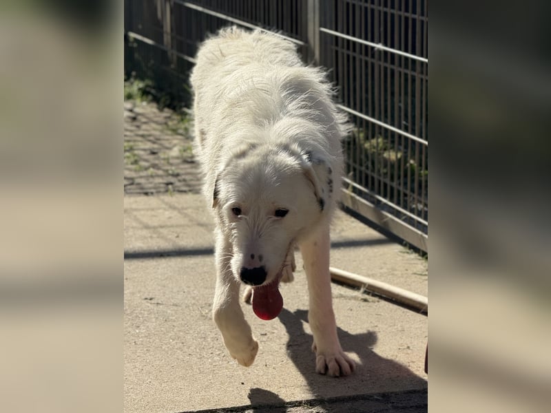 FIDES – freundlich, aktiv, voller Lebensfreude