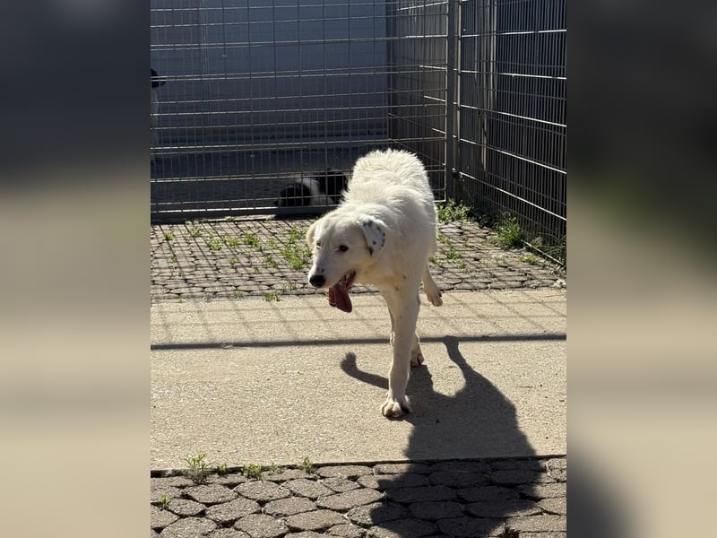 FIDES – freundlich, aktiv, voller Lebensfreude