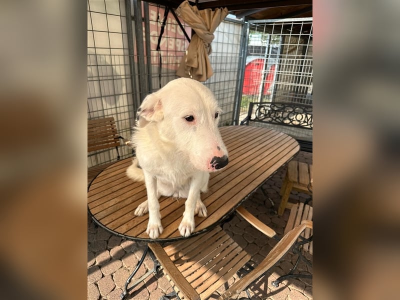 FIDES – freundlich, aktiv, voller Lebensfreude