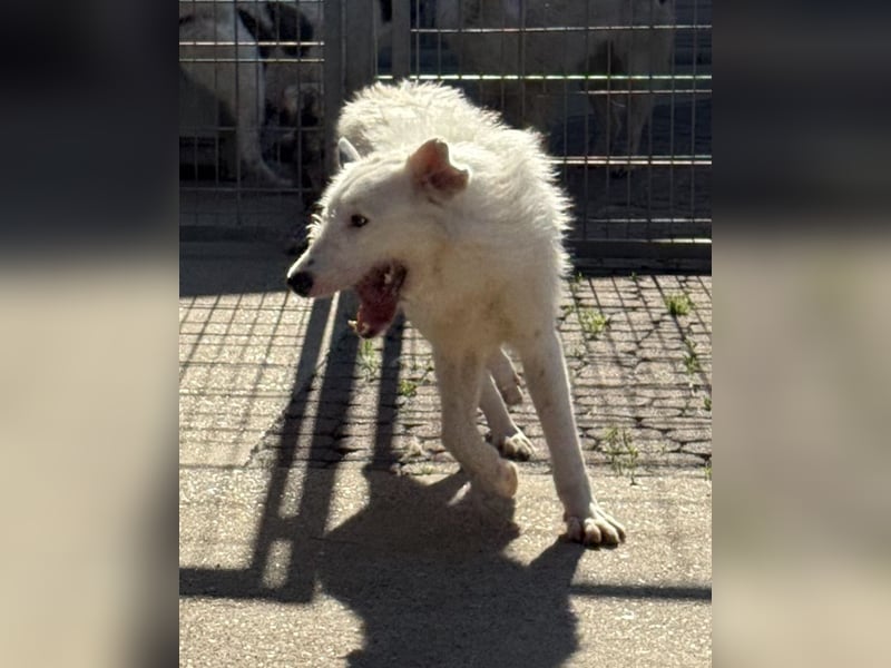 FIDES – freundlich, aktiv, voller Lebensfreude