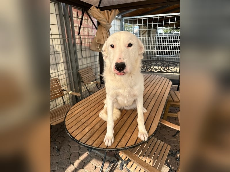 FIDES – freundlich, aktiv, voller Lebensfreude