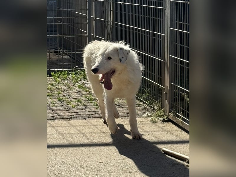 FIDES – freundlich, aktiv, voller Lebensfreude