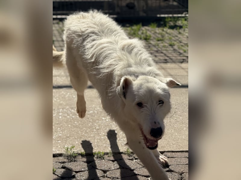 FIDES – freundlich, aktiv, voller Lebensfreude