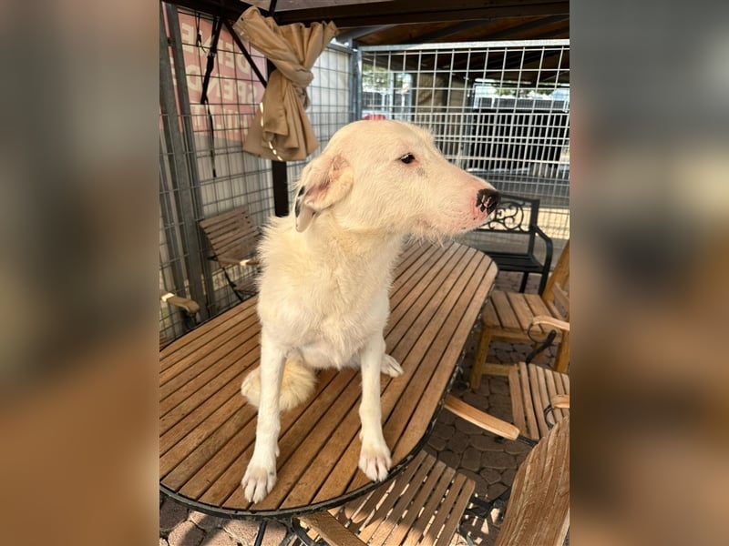 FIDES – freundlich, aktiv, voller Lebensfreude