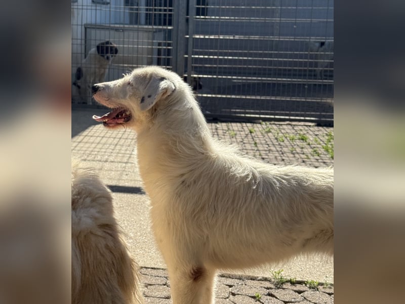 FIDES – freundlich, aktiv, voller Lebensfreude