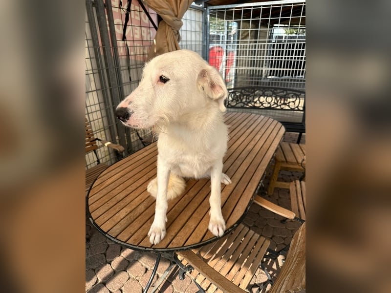 FIDES – freundlich, aktiv, voller Lebensfreude