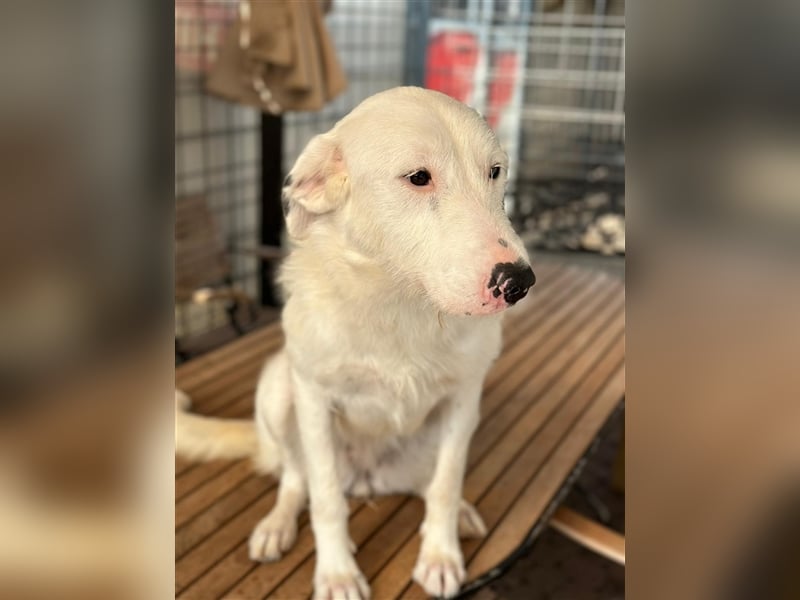 FIDES – freundlich, aktiv, voller Lebensfreude