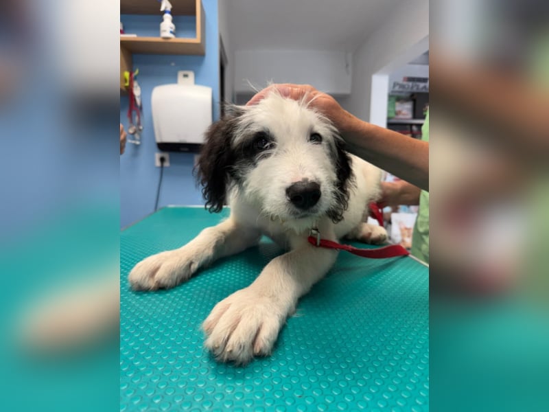 Chalky sucht seine Familie