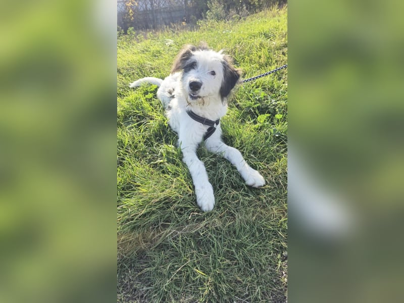 Chalky sucht seine Familie