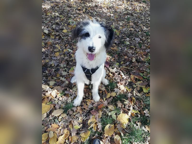 Chalky sucht seine Familie