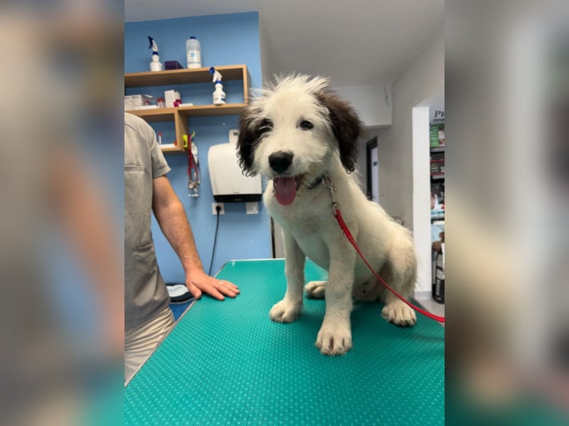 Chalky sucht seine Familie