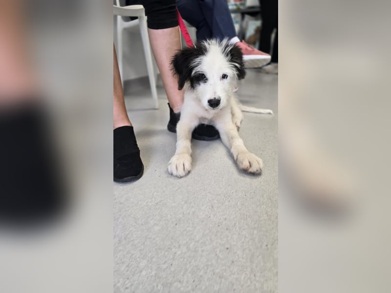 Chalky sucht seine Familie