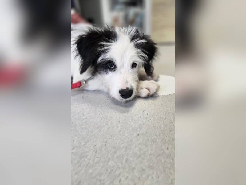 Chalky sucht seine Familie