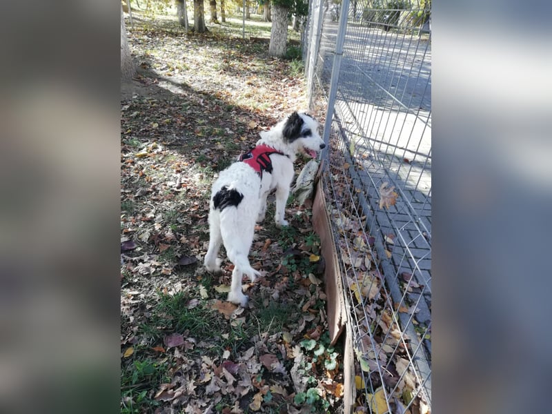 Chalky sucht seine Familie