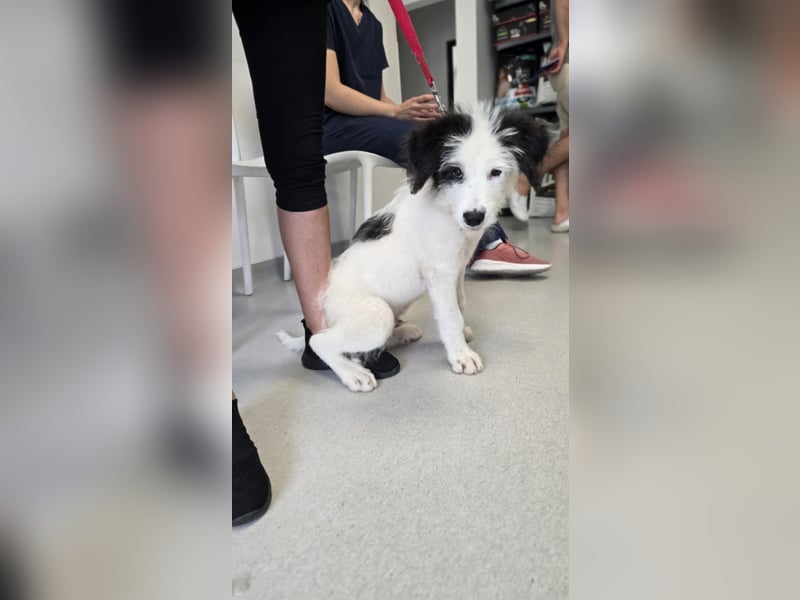 Chalky sucht seine Familie