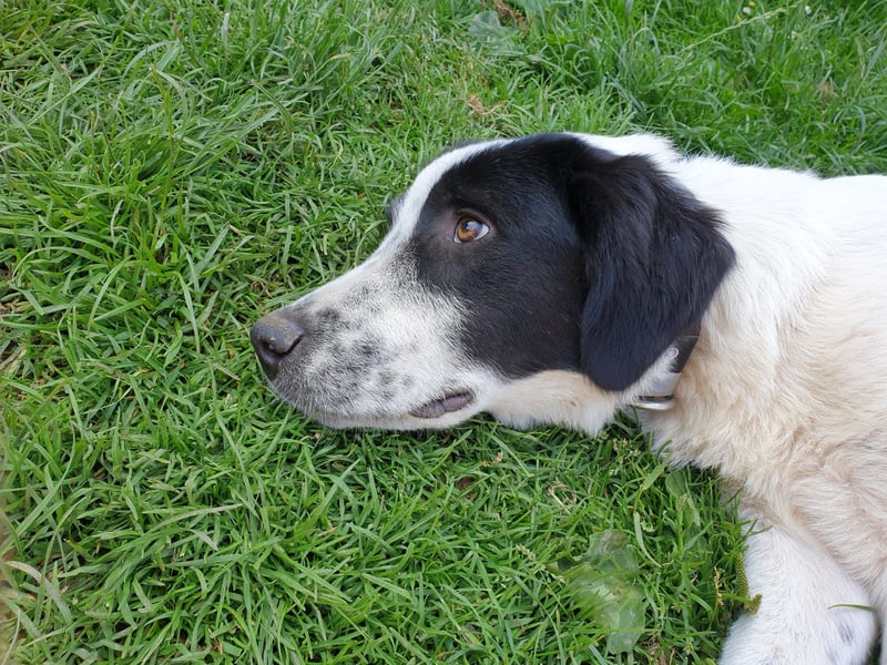 Elsa Herdenschutz-Mix