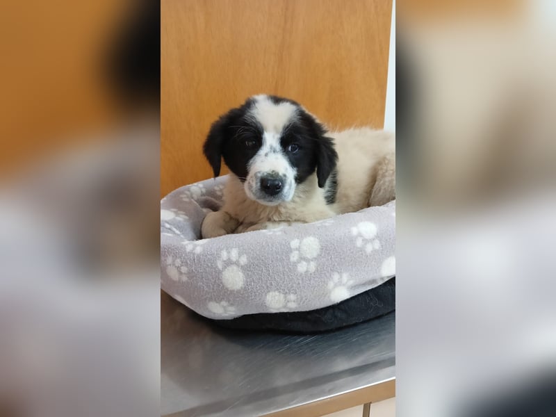 Elsa Herdenschutz-Mix