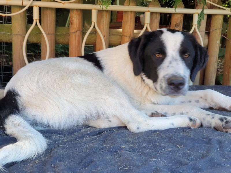 Elsa Herdenschutz-Mix