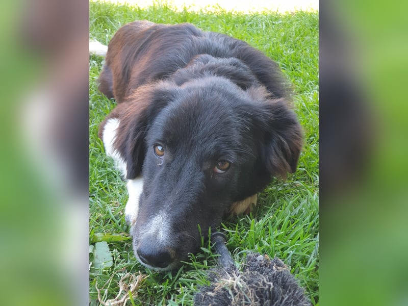 Brownie - Herdenschutz-Mix