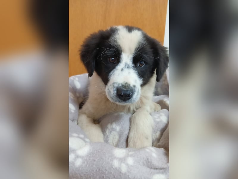 Elsa Herdenschutz-Mix