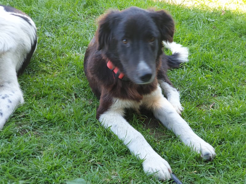 Brownie - Herdenschutz-Mix