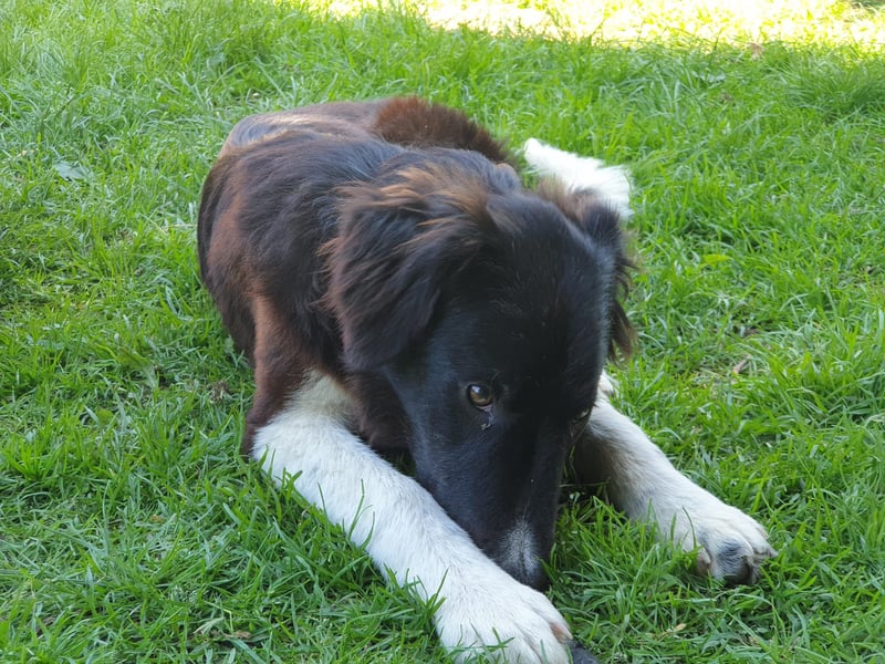 Brownie - Herdenschutz-Mix