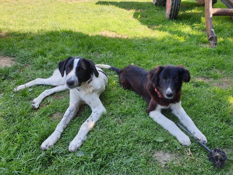 Brownie - Herdenschutz-Mix