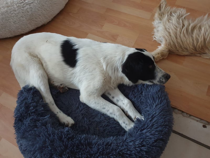 Elsa Herdenschutz-Mix