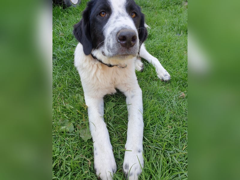 Elsa Herdenschutz-Mix