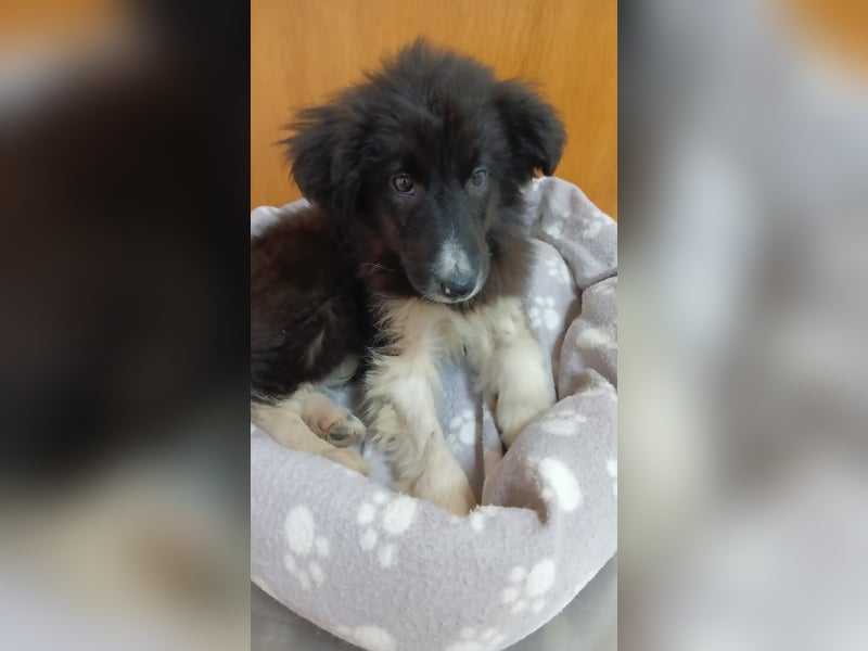 Brownie - Herdenschutz-Mix