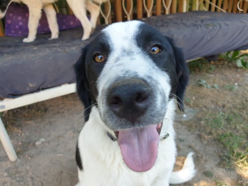 Elsa Herdenschutz-Mix