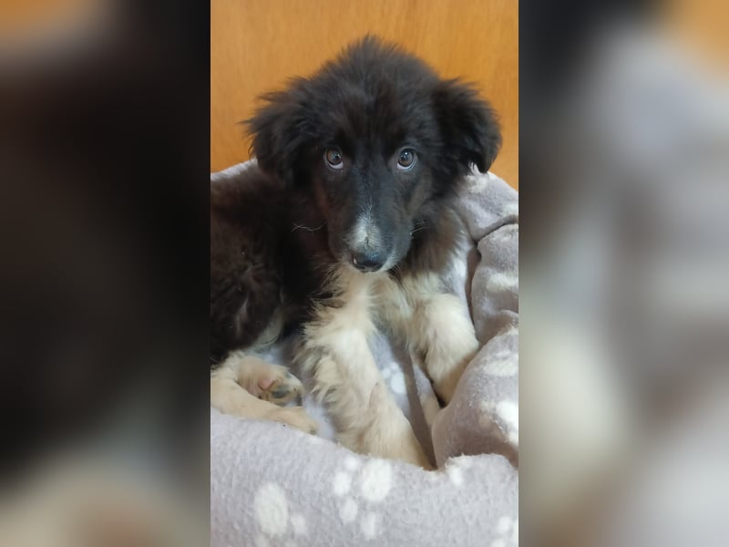 Brownie - Herdenschutz-Mix