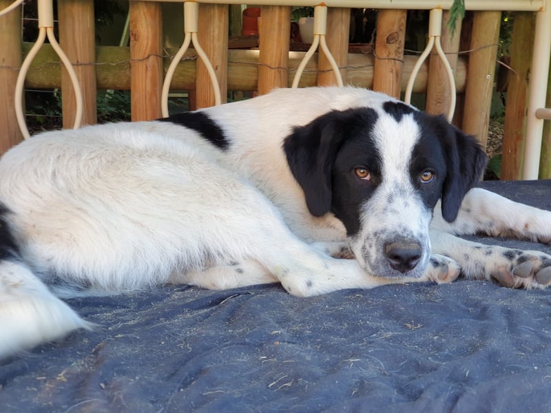 Elsa Herdenschutz-Mix