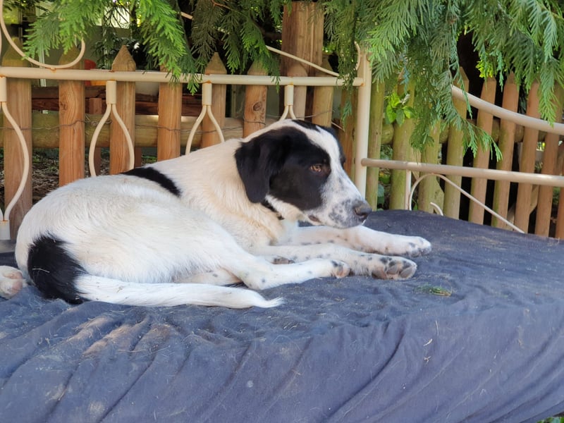 Elsa Herdenschutz-Mix