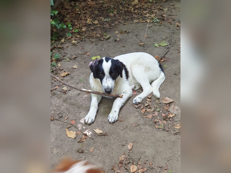 Elsa Herdenschutz-Mix