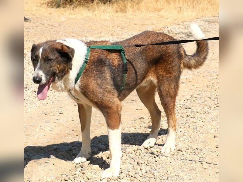 Diego 65cm geb. 07/2022 - ein sanfter Riese mit großem Herz