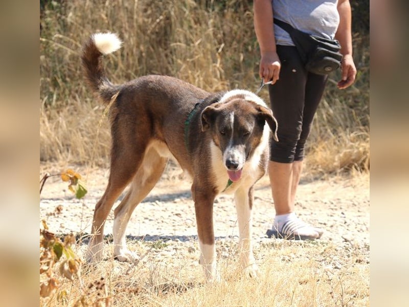 Diego 65cm geb. 07/2022 - ein sanfter Riese mit großem Herz