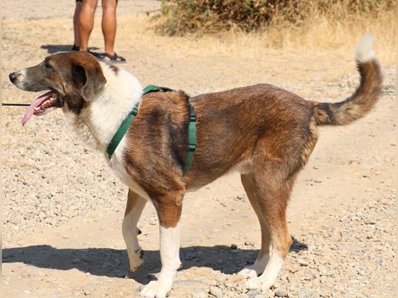 Diego 65cm geb. 07/2022 - ein sanfter Riese mit großem Herz