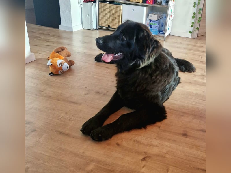 Bruno, sehr sozialer, menschenbezogener Jungrüde