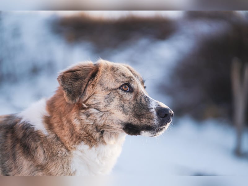Notfall Mali, erfahrene Menschen für einen Tramhund gesucht